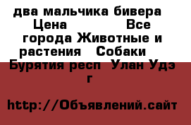два мальчика бивера › Цена ­ 19 000 - Все города Животные и растения » Собаки   . Бурятия респ.,Улан-Удэ г.